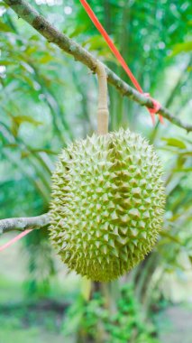 Arka plan Durian Fruit Sezon, Monthong Thai Sokağı Yiyecek Kralı.