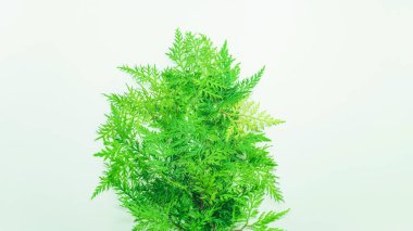 Beyaz arka planda renkli tropikal yaprakların yaratıcı düzeni. Phuket Tayland 'da fotokopi alanı ile minimum Noel yeniliği kavramı.