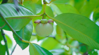 Bahçeden taze olgun mangosteen meyvesi. Tayland 'ın doğal arkaplanı.