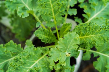Yeşil yapraklı arka plan, parlak, göze hoş gelen.