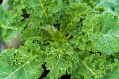 Yeşil yapraklı arka plan, parlak, göze hoş gelen.