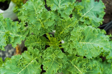 Yeşil yapraklı arka plan, parlak, göze hoş gelen.