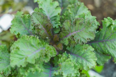 Yeşil yapraklı arka plan, parlak, göze hoş gelen.