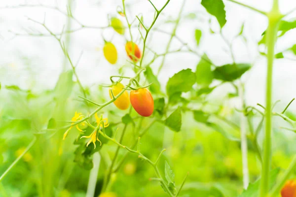Pomidor Ogród Tło Jasne Łatwe Dla Oczu — Zdjęcie stockowe
