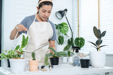 Günlük giysiler içinde Asyalı kadın bahçıvan, sulama kabıyla seramik saksılarda bitkileri sulamak, evdeki yeni saksıya bitki nakli yaptıktan sonra hobi aktivitesi, ev bahçesi kavramı...