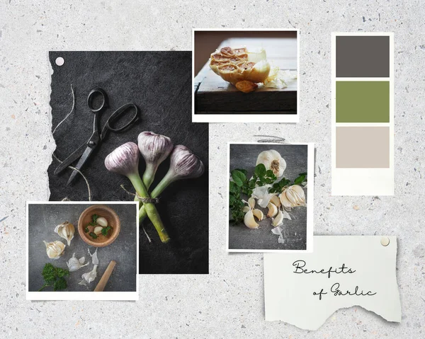 Benefits of Garlic. Collage of four images - Garlic cloves and bulbs - allium. —  Fotos de Stock