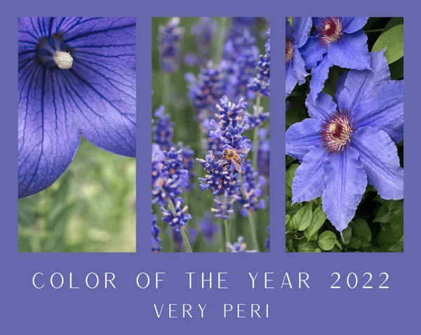 Color of the year 2022 Very Peri. Lavender flowers, baloon flower, clematis. — Photo