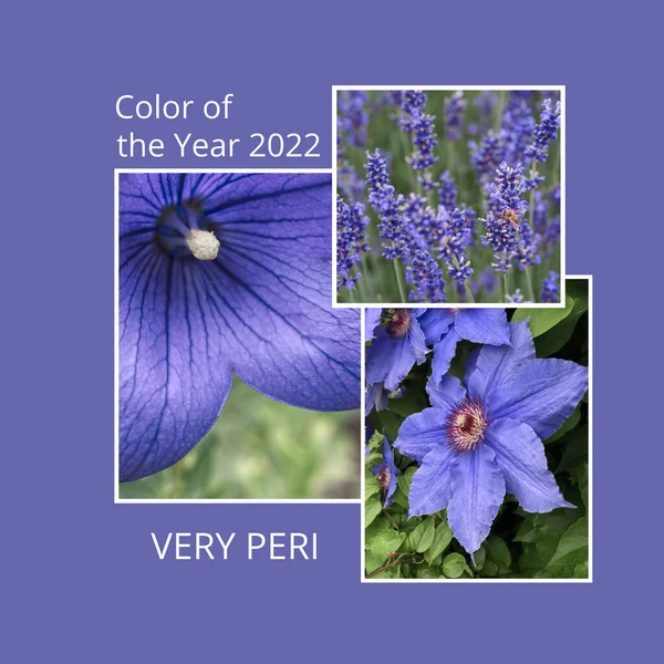 Color of the year 2022 Very Peri. Lavender flowers, baloon flower, clematis. — Stockfoto
