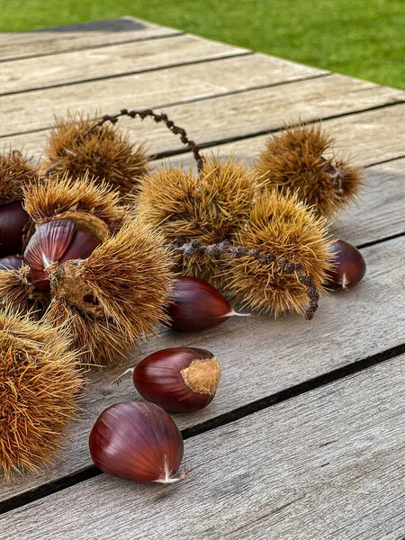 Owoce Kasztanowca Spadają Kolczastych Muszlach Ochronnych Drewnianym Stole Słoneczny Jesienny — Zdjęcie stockowe