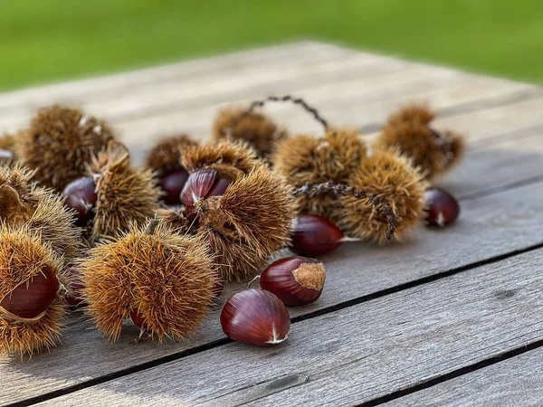 Kastanienfrüchte Stacheligen Schutzschalen Auf Einem Holztisch Sonniger Herbsttag Aus Nächster — Stockfoto