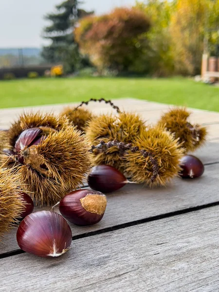 Owoce Kasztanowca Kolczastych Muszlach Drewnianym Stole Słoneczny Jesienny Dzień Ogrodzie — Zdjęcie stockowe