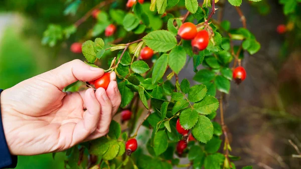 Red Rose Hips Bush Green Leaves Woman Hand Harvests Healthy — Stock Photo, Image