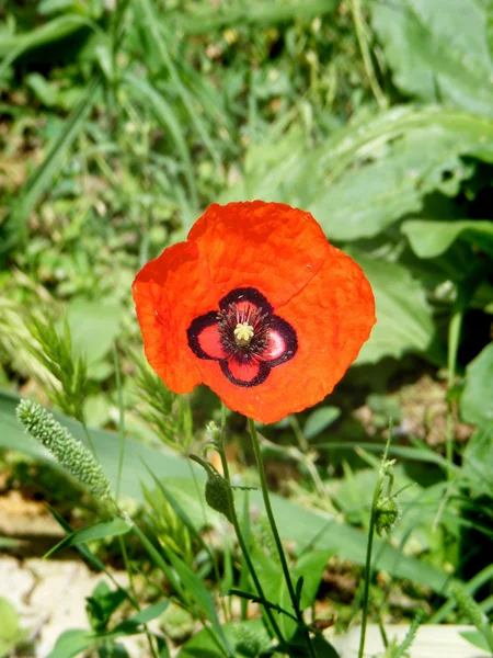 Flor de campo — Fotografia de Stock