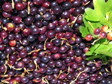 arka plan olarak Frenk üzümü