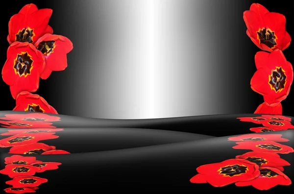 Монохромний фон з червоним тюльпаном — стокове фото