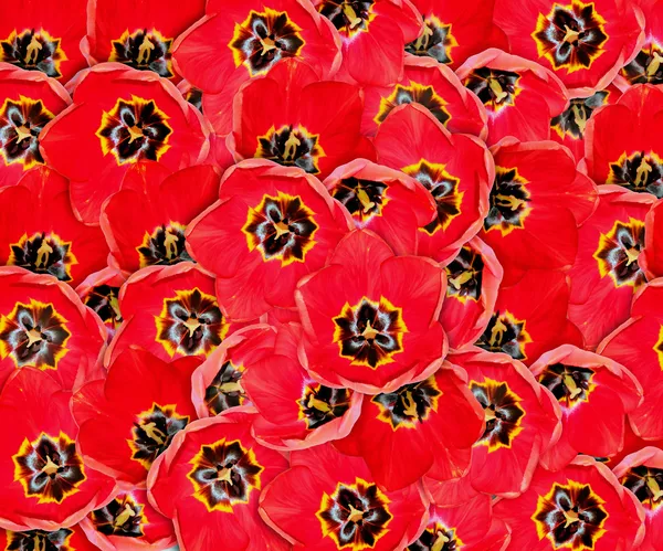 Hintergrund mit roten Tulpen — Stockfoto