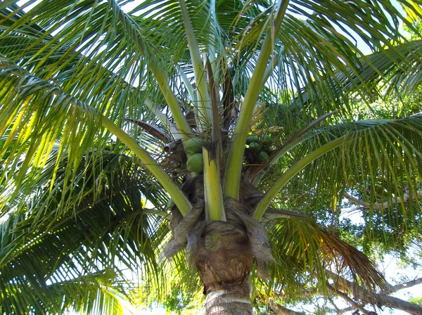 Coco palm