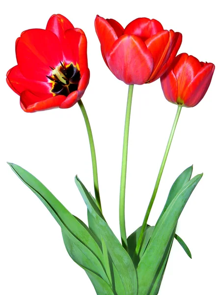 beyaz zemin üzerinde üç Lale