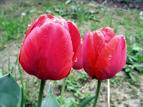 Tulips after rain — Stock Photo, Image