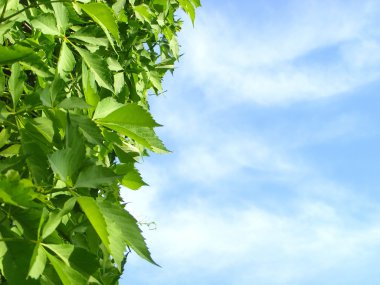 arka plan gökyüzü üzüm kağıda