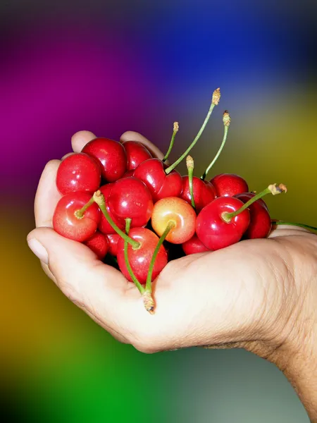 Sweet cherries in palm — Stock Photo, Image