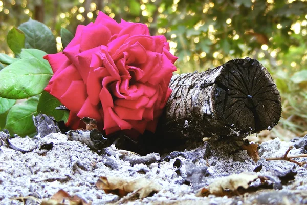 Popel a růže — Stock fotografie