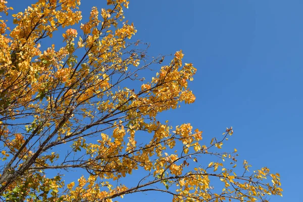 Ast Mit Gelben Blättern Vor Blauem Himmel Als Herbsthintergrund — Stockfoto