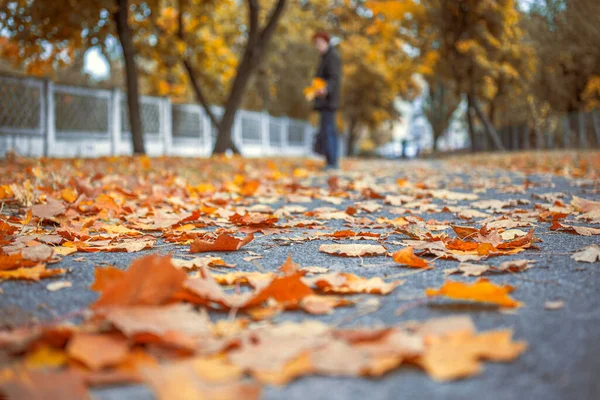 Şehir Parkında Planda Kırmızı Sarı Yapraklarla Kaplı Bir Sokak Elinde — Stok fotoğraf