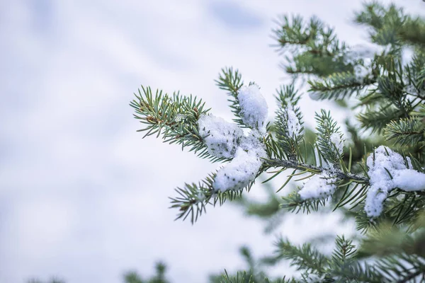 Rama Árbol Navidad Con Nieve Ella Situado Lado Derecho Imagen — Foto de Stock