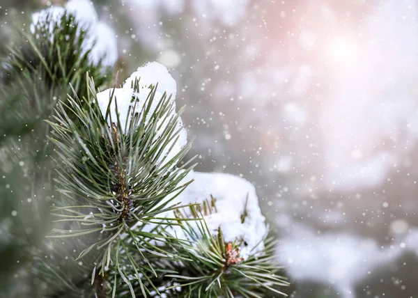 Christmas Tree Branch Snow Situated Left Side Picture Focus Snow — Stock Photo, Image