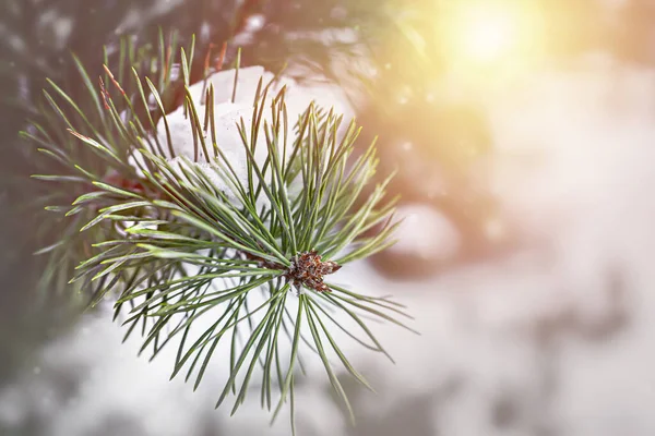 Ramo Árvore Natal Com Neve Sobre Ele Situado Lado Esquerdo — Fotografia de Stock