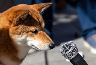 Bir Japon Shiba Inu köpeği mikrofona yakından bakıyor.