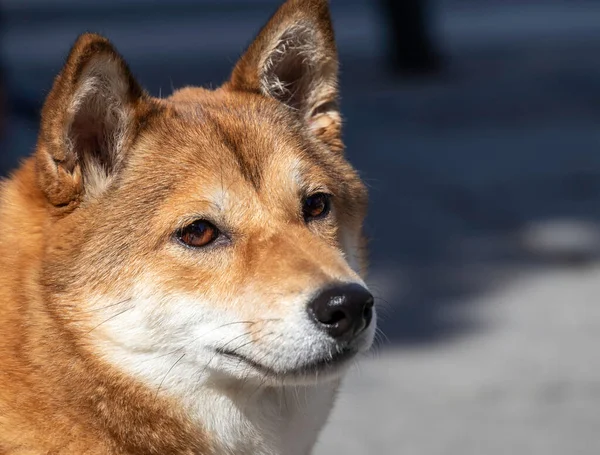 Nahaufnahme Eines Hundes Shiba Inu Von Der Seite Kopierraum Selektiver — Stockfoto
