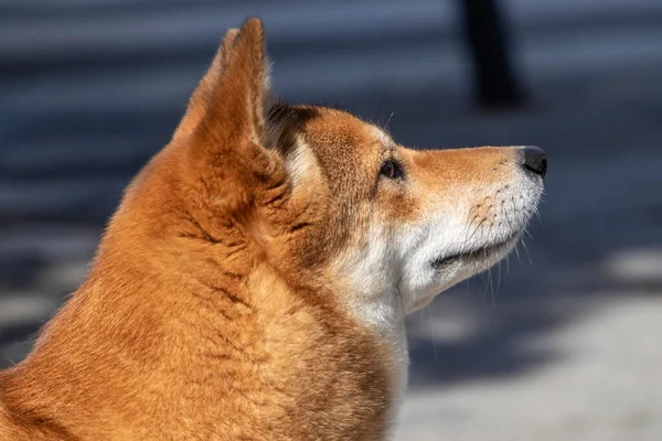Bir köpeğin (shiba inu) kenarını kapat