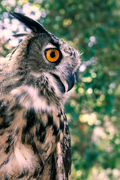 Side view of a European Eagle Owl (Bubo bubo) staring in the wilderness during the day. Close up