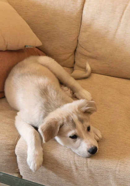 Cachorrito Mastín Descansando Sofá Casa — Foto de Stock