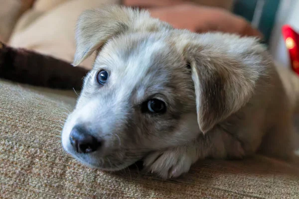 Close One Mastiff Puppy Resting Couch Looking Camera Selective Focus — Stock Photo, Image