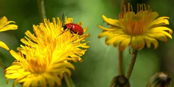 Red beetle (Lilioceris lilii) feeding on a yellow flower. Springtime concept. Close up. Selective focus.