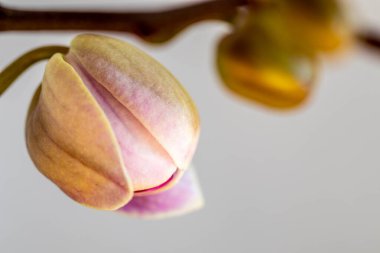 Çiçekli mor falanopsis orkidesi çiçeği. Kapatın. Tropikal çiçekli görsellerin güzel detayları