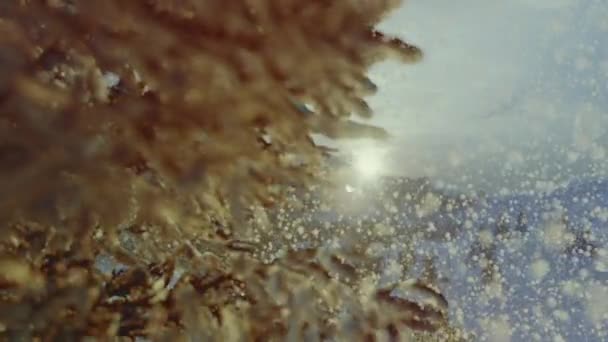 Панорамний краєвид з вічнозеленими сосновими деревами, вкритими свіжим осіннім снігом після сильних снігопадів в зимовому гірському лісі в холодний хмарний вечір. 3D візуалізація — стокове відео