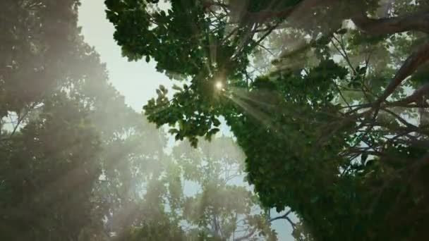 Piękny letni poranek w lesie. Promienie słońca przebijają się przez liście wspaniałego zielonego drzewa. Wysokiej jakości materiał filmowy. — Wideo stockowe
