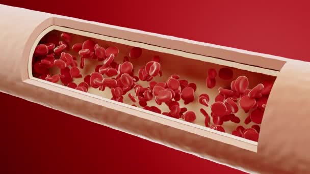 Red Blood Cells Flow Artery Cross Section Artery View Healthy — Stock Video