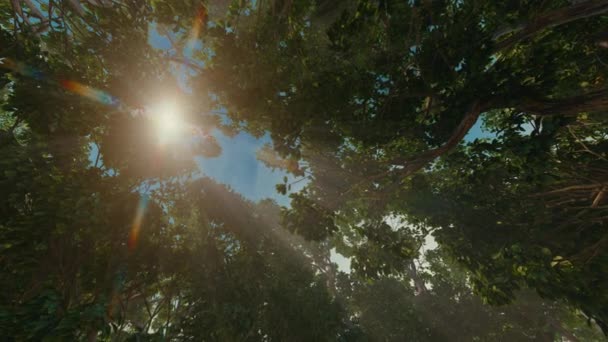 Piękny Letni Poranek Lesie Promienie Słońca Przebijają Się Przez Liście — Wideo stockowe