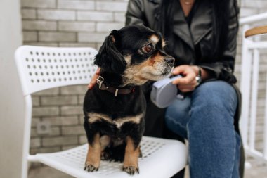 Siyah köpek bir sandalyeye oturur. Küçük cins. Hafif arkaplan. Yüksek kalite fotoğraf