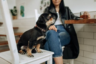 Siyah köpek bir sandalyeye oturur. Küçük cins. Hafif arkaplan. Yüksek kalite fotoğraf