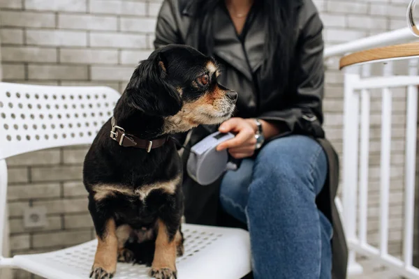 黒い犬が椅子に座っている 小さな品種です 光の背景 高品質の写真 — ストック写真