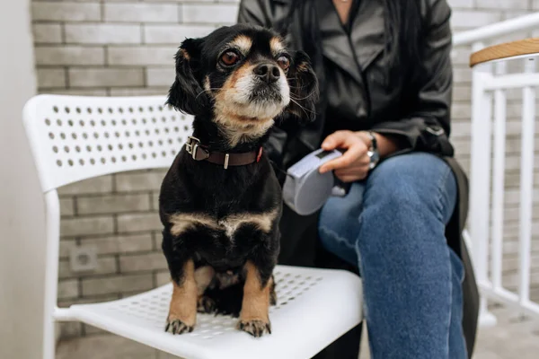 黒い犬が椅子に座っている 小さな品種です 光の背景 高品質の写真 — ストック写真