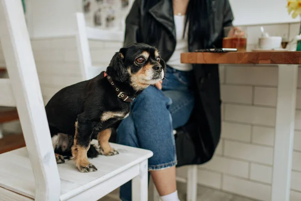 黒い犬が椅子に座っている 小さな品種です 光の背景 高品質の写真 — ストック写真