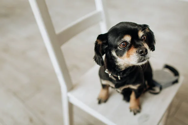 黒い犬が椅子に座っている 小さな品種です 光の背景 高品質の写真 — ストック写真