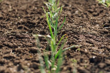 Bahçedeki taze yeşillikler. Yüksek kalite fotoğraf